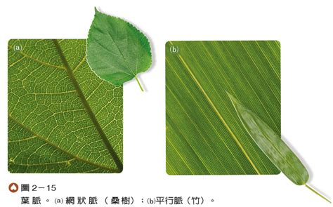 平行脈植物|葉脈:概念,排列方式,網狀脈序,平行脈序,分叉脈序,排列。